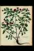  Fol. 68 

Maraviglia porphyranthos,
idest flore toto purpureo.